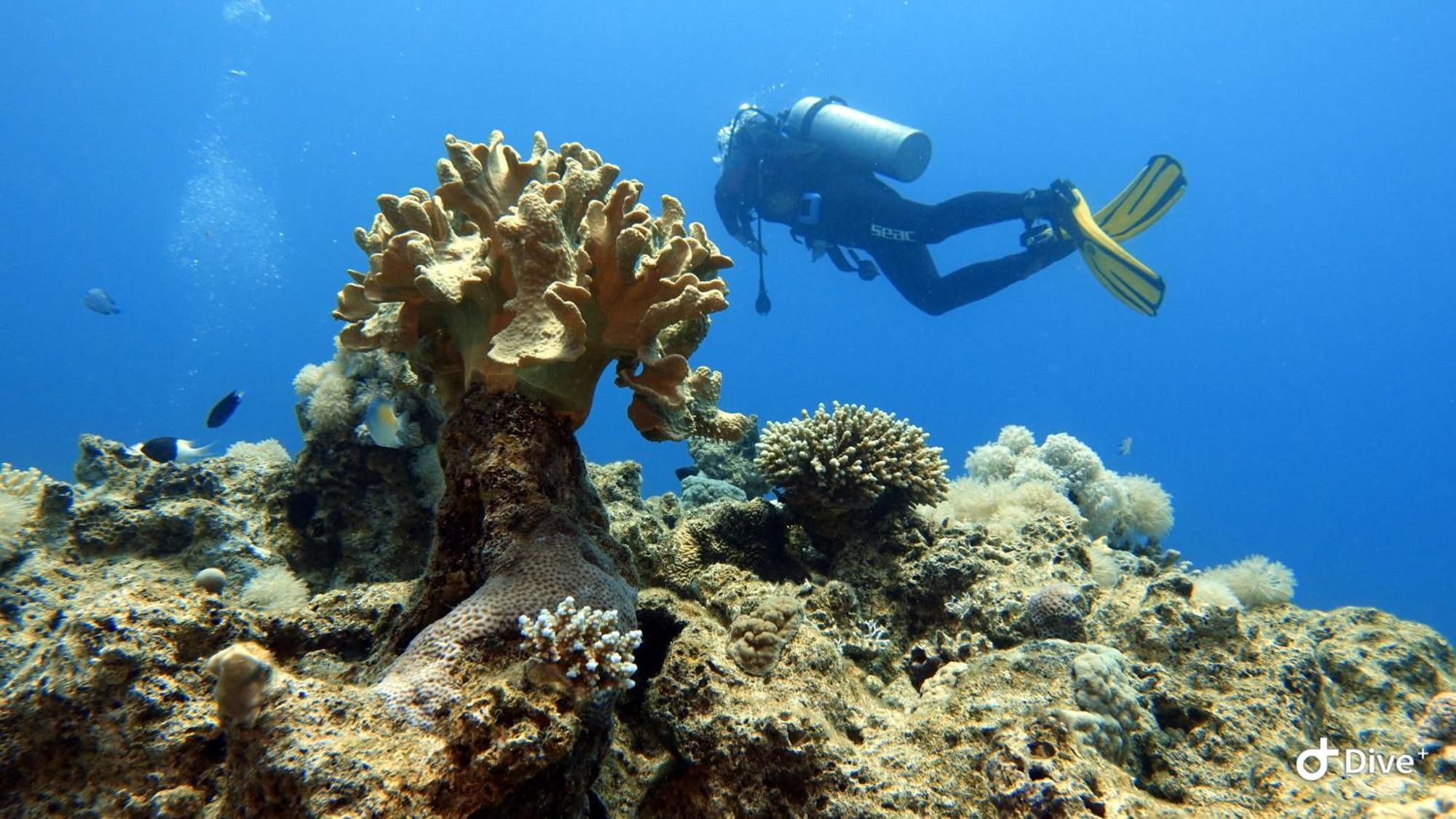 Aqaba Pro Divers Buitenkant foto