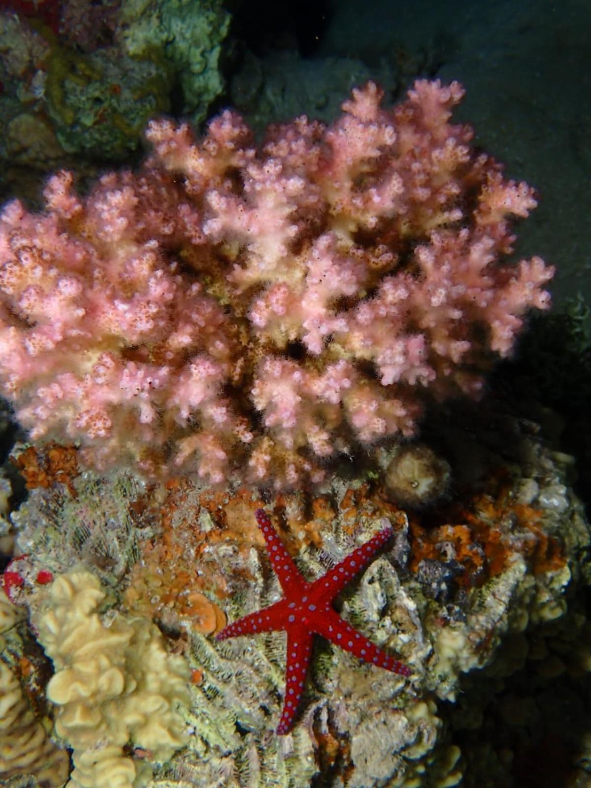 Aqaba Pro Divers Buitenkant foto