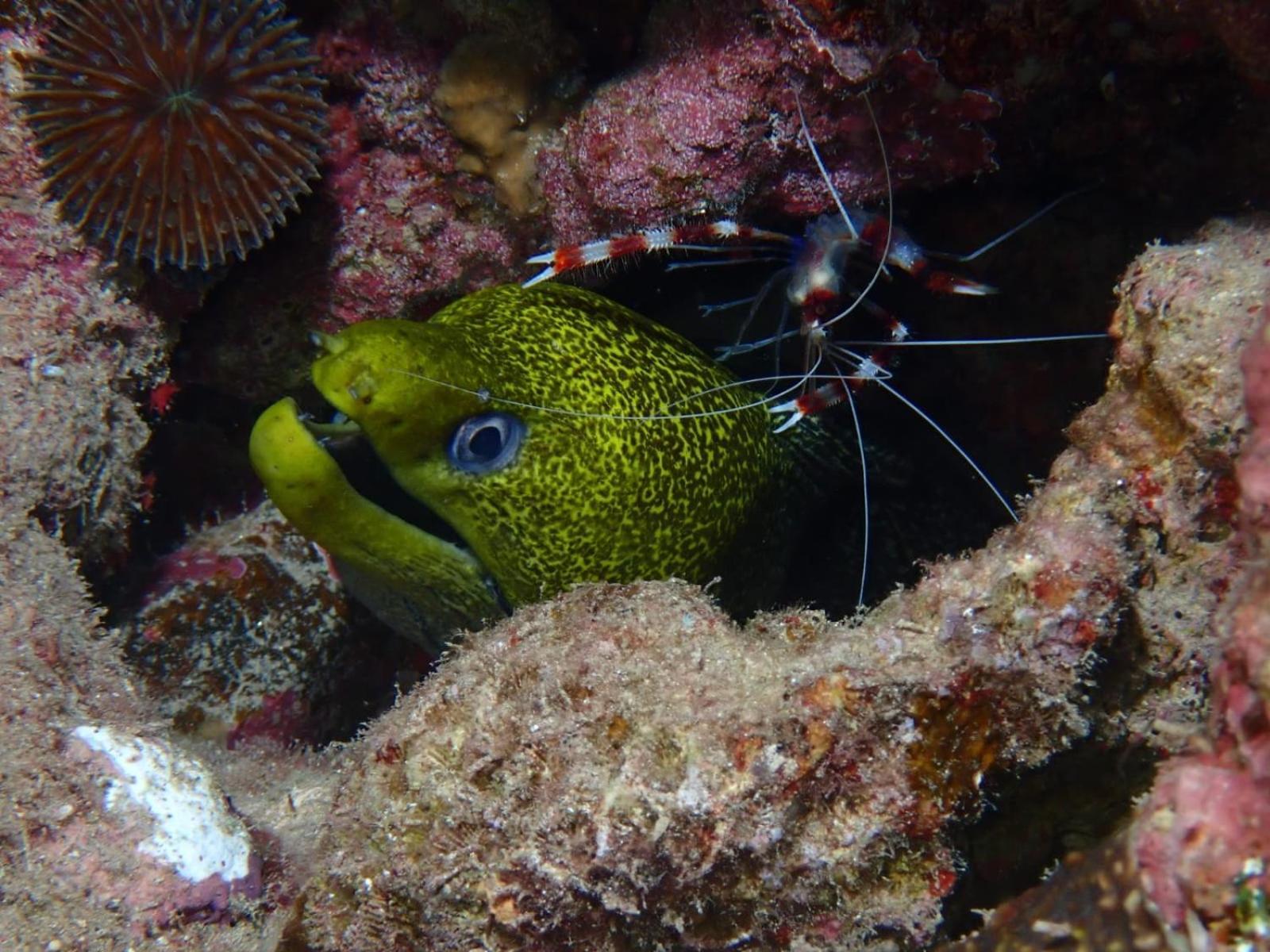 Aqaba Pro Divers Buitenkant foto